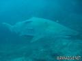 foto de buceo
