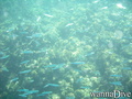 foto de buceo