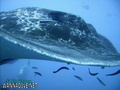foto de buceo