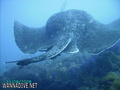 foto de buceo