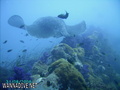 foto de buceo