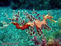 foto de buceo
