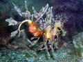 foto de buceo