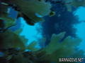 foto de buceo