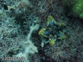 foto de buceo