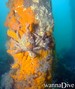 foto de buceo