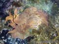 foto de buceo