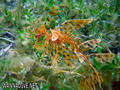 foto de buceo