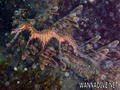 foto de buceo