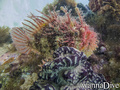foto de buceo