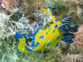 foto de buceo