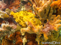 foto de buceo