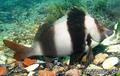 foto de buceo