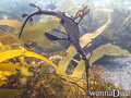 foto de buceo