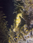 foto de buceo