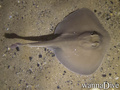 foto de buceo