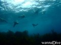 foto de buceo