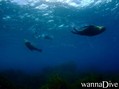 foto de buceo