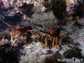 foto de buceo