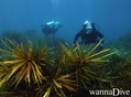 foto de buceo