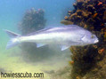 foto de buceo