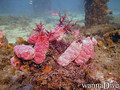 foto de buceo