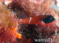 foto de buceo