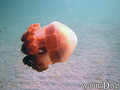 foto de buceo