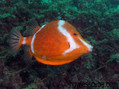 foto de buceo