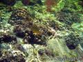 foto de buceo