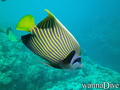 foto de buceo