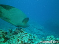 foto de buceo