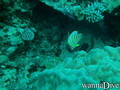 foto de buceo