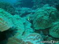 foto de buceo