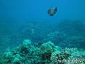 foto de buceo