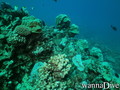 foto de buceo