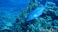 foto de buceo