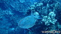 foto de buceo