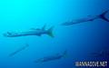 foto de buceo
