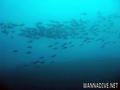 foto de buceo