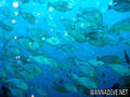 foto de buceo