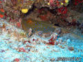 foto de buceo
