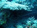 foto de buceo