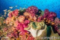 foto de buceo