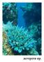 foto de buceo