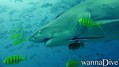 foto de buceo