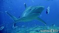 foto de buceo