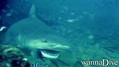 foto de buceo