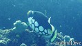 foto de buceo