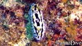 foto de buceo